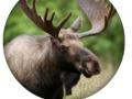 Mchezo Animal Quiz 