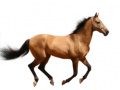 Mchezo Create Your Own Horse