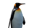 Mchezo Penguin Painting: Coloring For Kids