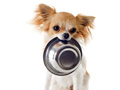 Mchezo Cutie Dogs: Coloring For Kids