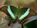 Mchezo 100 Pics Quiz Online