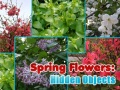 Mchezo Spring Flowers: Hidden Objects