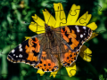 Mchezo Jigsaw Puzzle: Spring