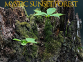 Mchezo Mystic sunset forest