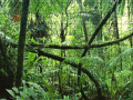 Mchezo Jigsaw puzzle: Rainforest