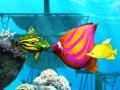 Mchezo Big Fish Eat Small Fish