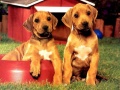 Mchezo Puppy Pairs Puzzle