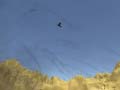 Mchezo Toucan Shooter