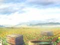 Mchezo Farm Treasure