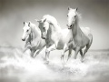 Mchezo Horses Puzzle