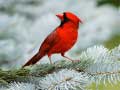 Mchezo Birds Puzzle