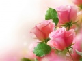 Mchezo Pink Roses