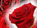 Mchezo Red Roses