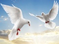 Mchezo Flying Birds