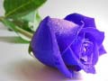 Mchezo Blue Roses