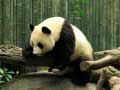 Mchezo Pandas Puzzle