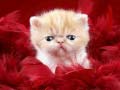 Mchezo Funny Kitty