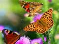 Mchezo Butterfly Slide