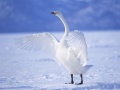 Mchezo Graceful Swans
