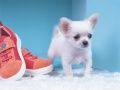 Mchezo Lovely Puppy Puzzle