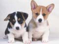 Mchezo Cute Puppies Puzzle