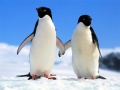 Mchezo Penguin Puzzle