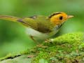Mchezo Birds Slide