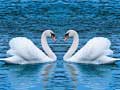 Mchezo Swans Slide