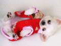 Mchezo Lovely Puppy Slide