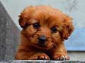 Mchezo Puppy Puzzle