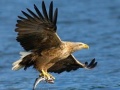 Mchezo Flying Birds Slide