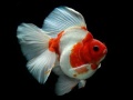 Mchezo Gold Fish Jigsaw Puzzle