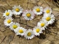 Mchezo Daisy Heart Jigsaw