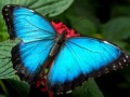 Mchezo Nature Jigsaw Puzzle Butterfly