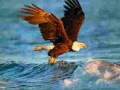 Mchezo Animals Jigsaw Puzzle Eagle