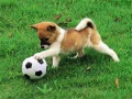 Mchezo Playful Puppy Outdoor Puzzle