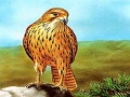 Mchezo Birds of Prey Slide