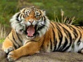 Mchezo Animals Jigsaw Puzzle Tiger