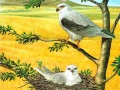 Mchezo Birds Of Prey Puzzle