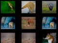 Mchezo Animal Memory