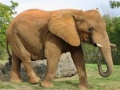 Mchezo Animals Jigsaw Puzzle - Elephants