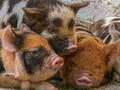 Mchezo Piglet Piggy Jigsaw