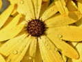 Mchezo Flower Petals Raindrop Jigsaw