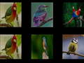 Mchezo Memorize the birds
