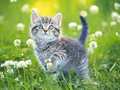Mchezo Kittens Jigsaw