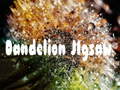 Mchezo Dandelion Jigsaw