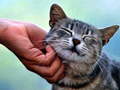 Mchezo Tickling Cat