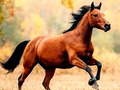Mchezo Horse Slide