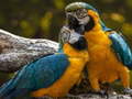 Mchezo Parrot Jigsaw