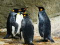 Mchezo King Penguin Jigsaw